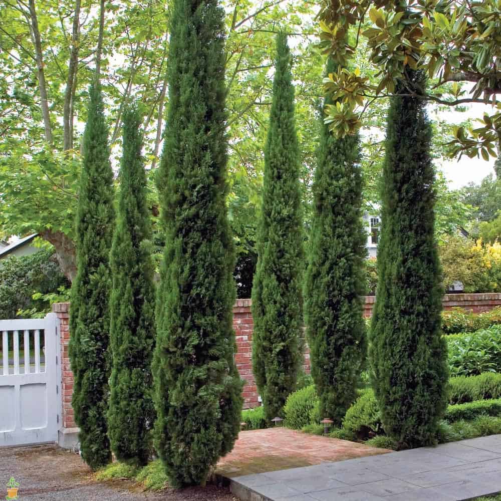 7 Fast Growing Trees For Ultimate Privacy In Your Garden - Italian Cypress