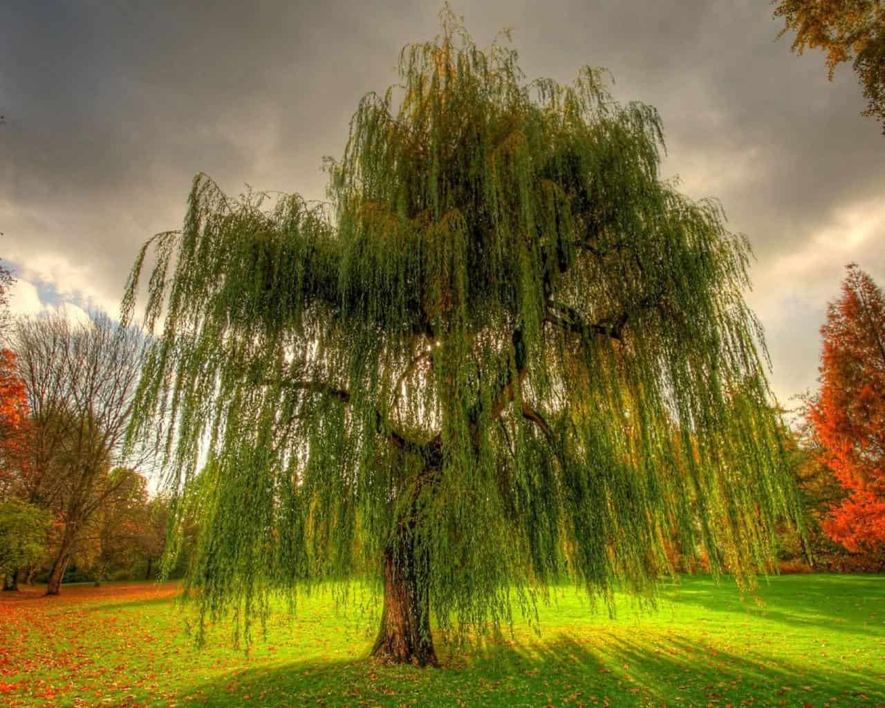 Weeping Willow Tree Landscape | Hot Sex Picture