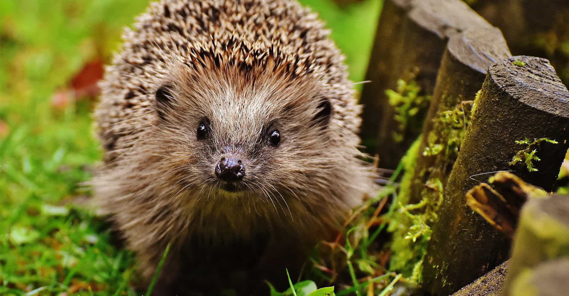 Hedgehogs! | Ultimate Guide To Looking After Hedgehogs | DIY Garden