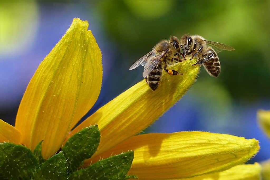 british honey bee