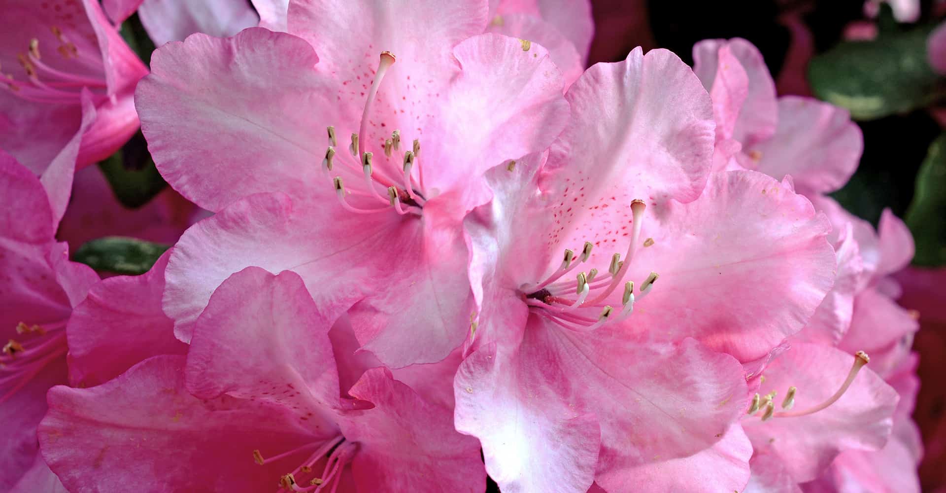 Rhododendron Care Guide: How To Grow This Spring-Flowering Shrub