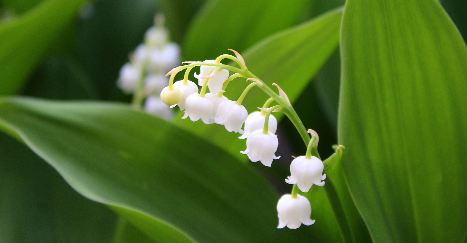 Lily Of The Valley Care Guide: How To Grow Lily Of The Valley | DIY Garden
