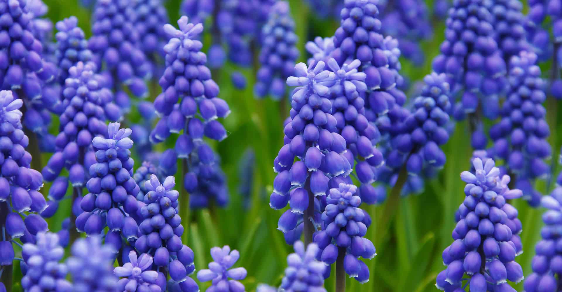 Hyacinth Care Guide: How To Grow Hyacinth | DIY Garden