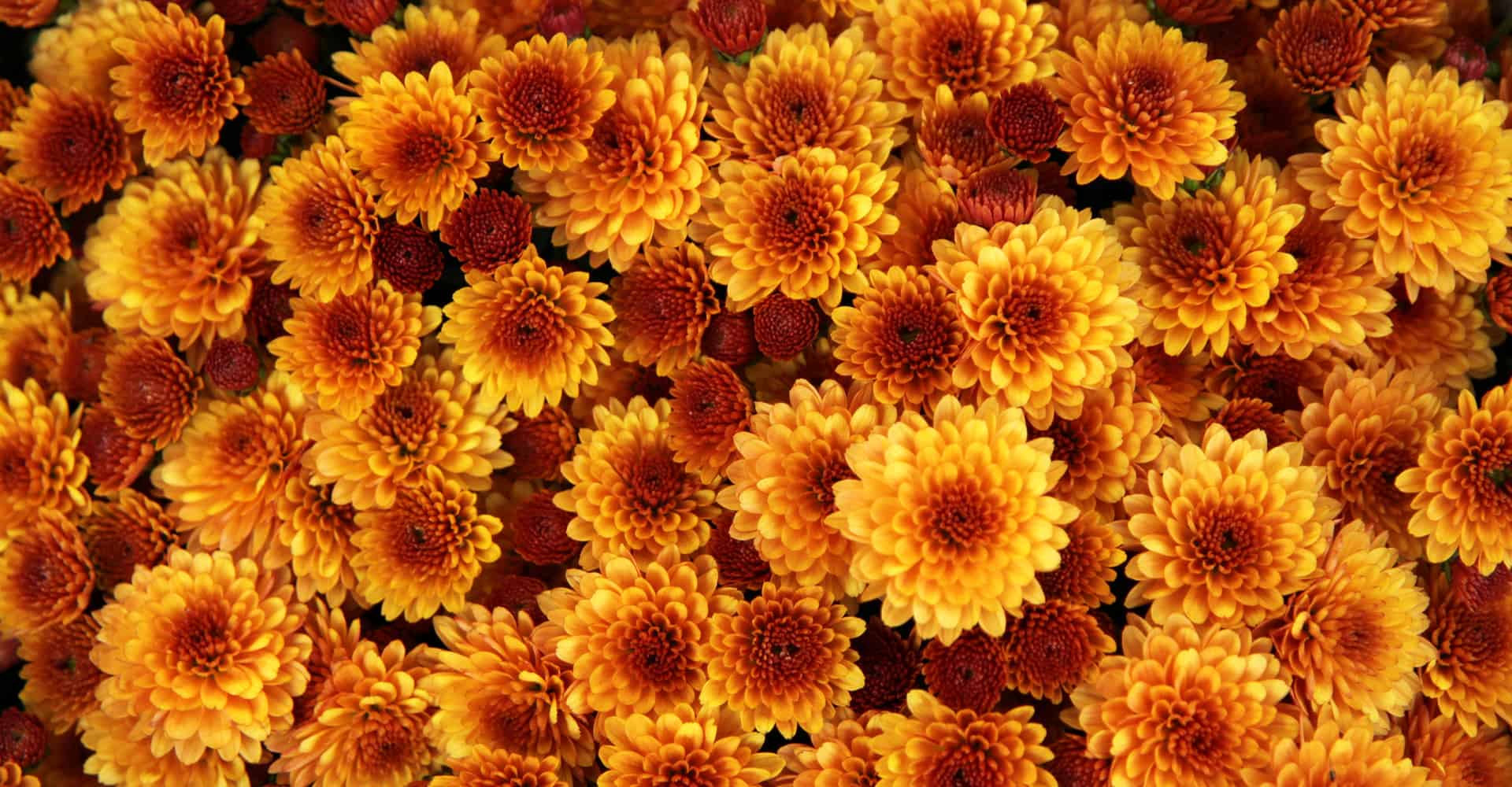 Chrysanthemum Care Guide: How To Grow Chrysanthemum | DIY Garden