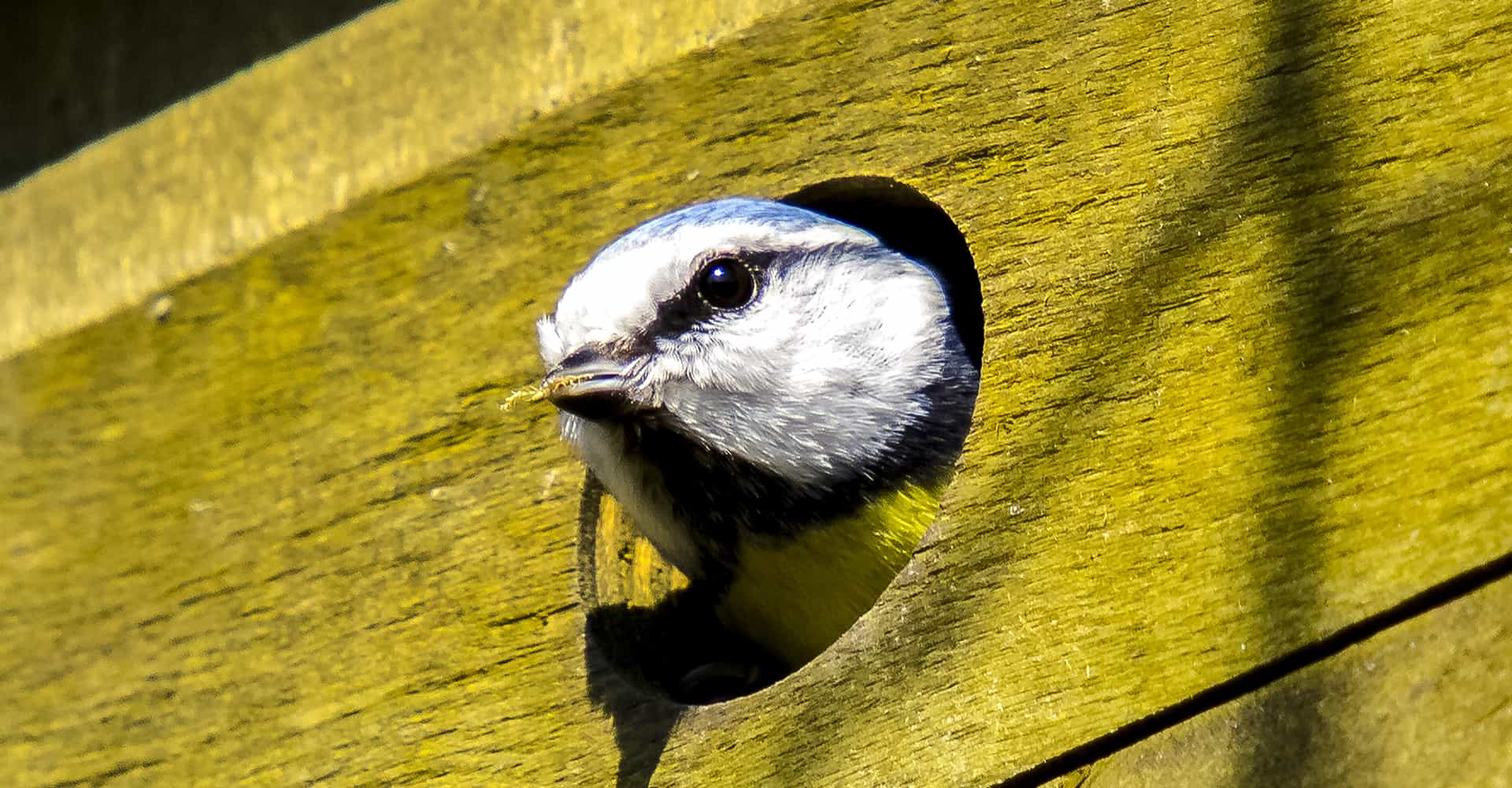 5 Best Bird Box Cameras For Close Ups (Nov 2020 Review)