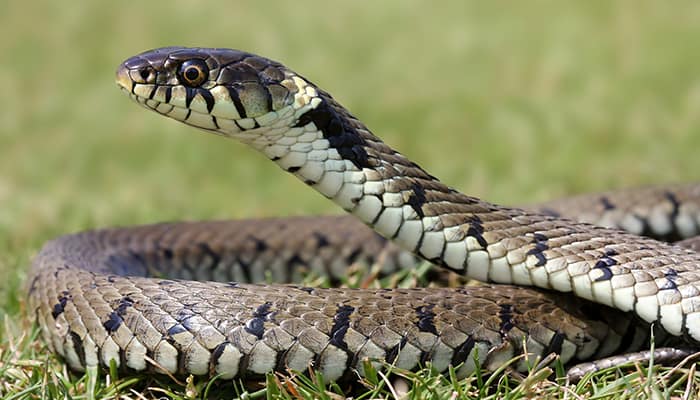 The Ultimate Guide To Grass Snakes Diy Garden,Etiquette Rules Table Manners