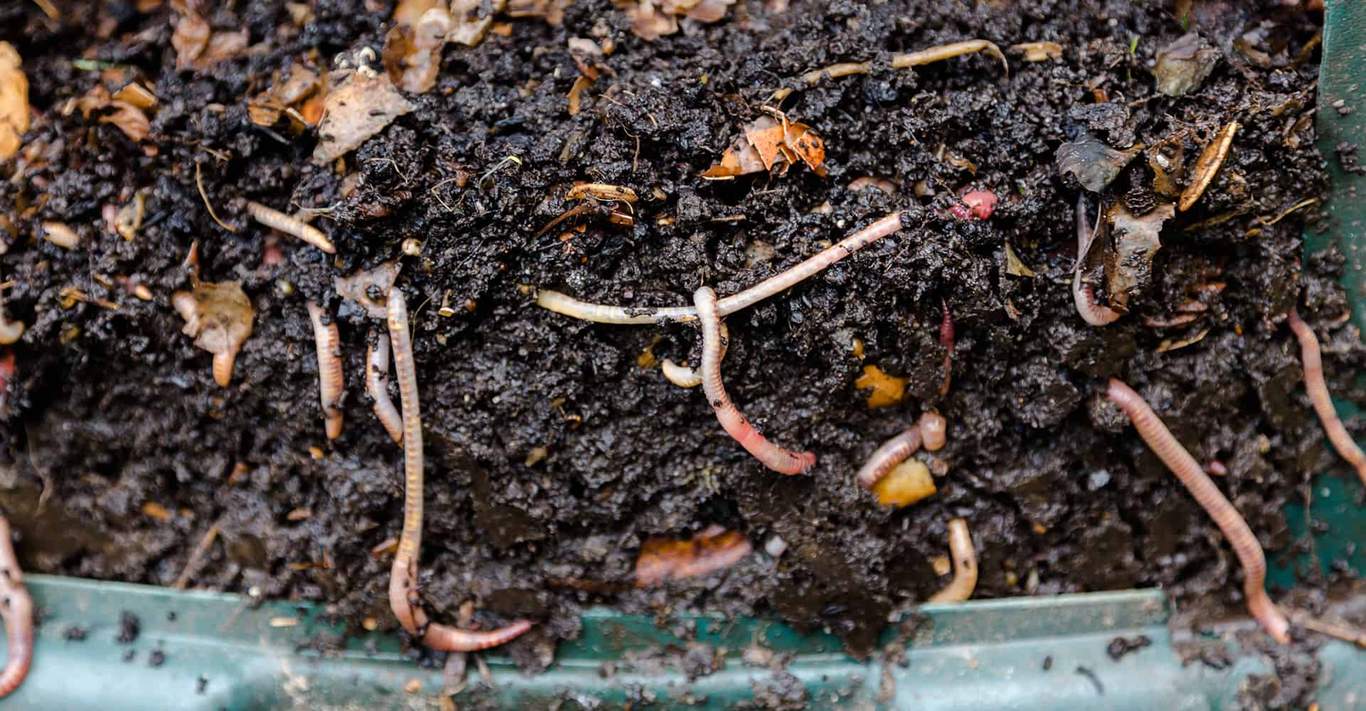 5 Best Wormeries To Create Compost [2020 Edition] | DIY Garden
