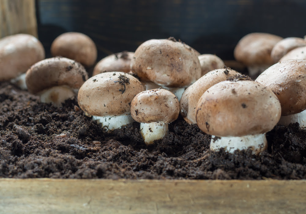 mushrooms-in-coffee-grounds