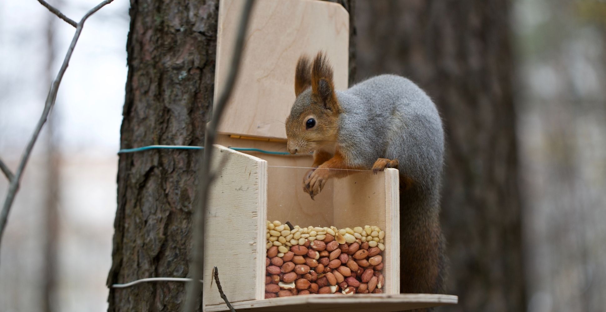 best-squirrel-feeder