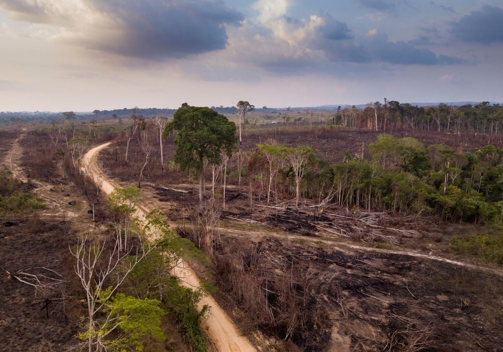 deforestation-in-the-amazon-rainforest