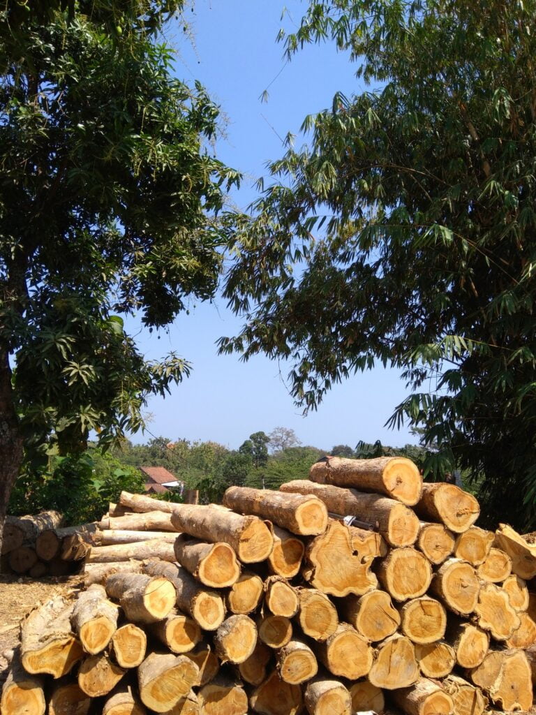 deforestation-timber-logging