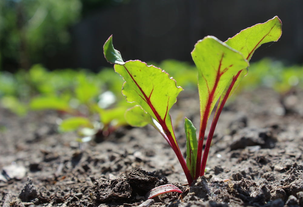 beet seedlings keep wilting