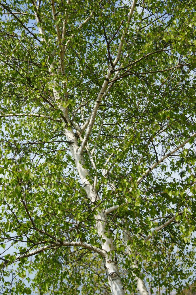 Silver birch (Betula Pendula)