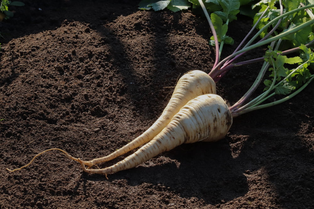 when to plant parsnips