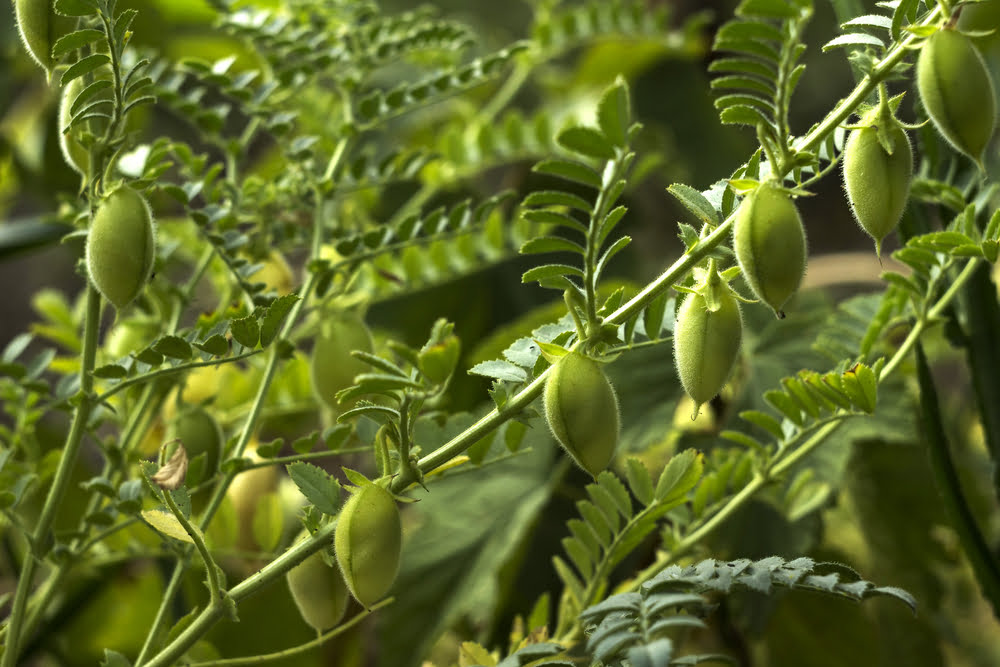 How To Grow Chickpeas | DIY Garden