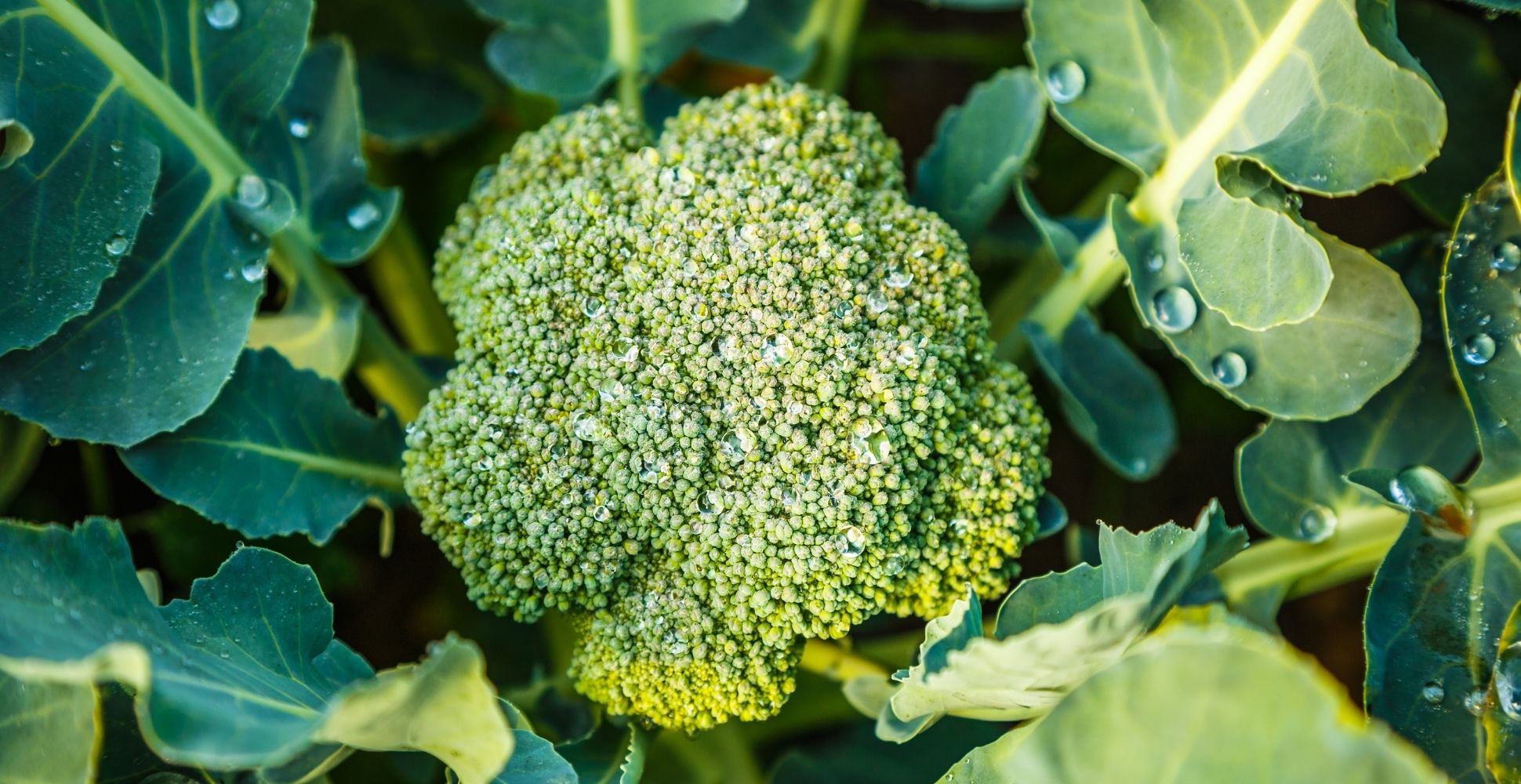 How To Grow Calabrese Broccoli | DIY Garden